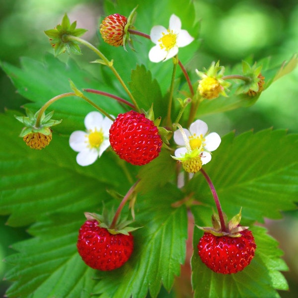 100 Seeds-Organic Wild Strawberry Seeds- M022-Fragaria Vesca -European Strawberry-Baron Strawberry -Woodland Strawberry-Alpine Strawberry