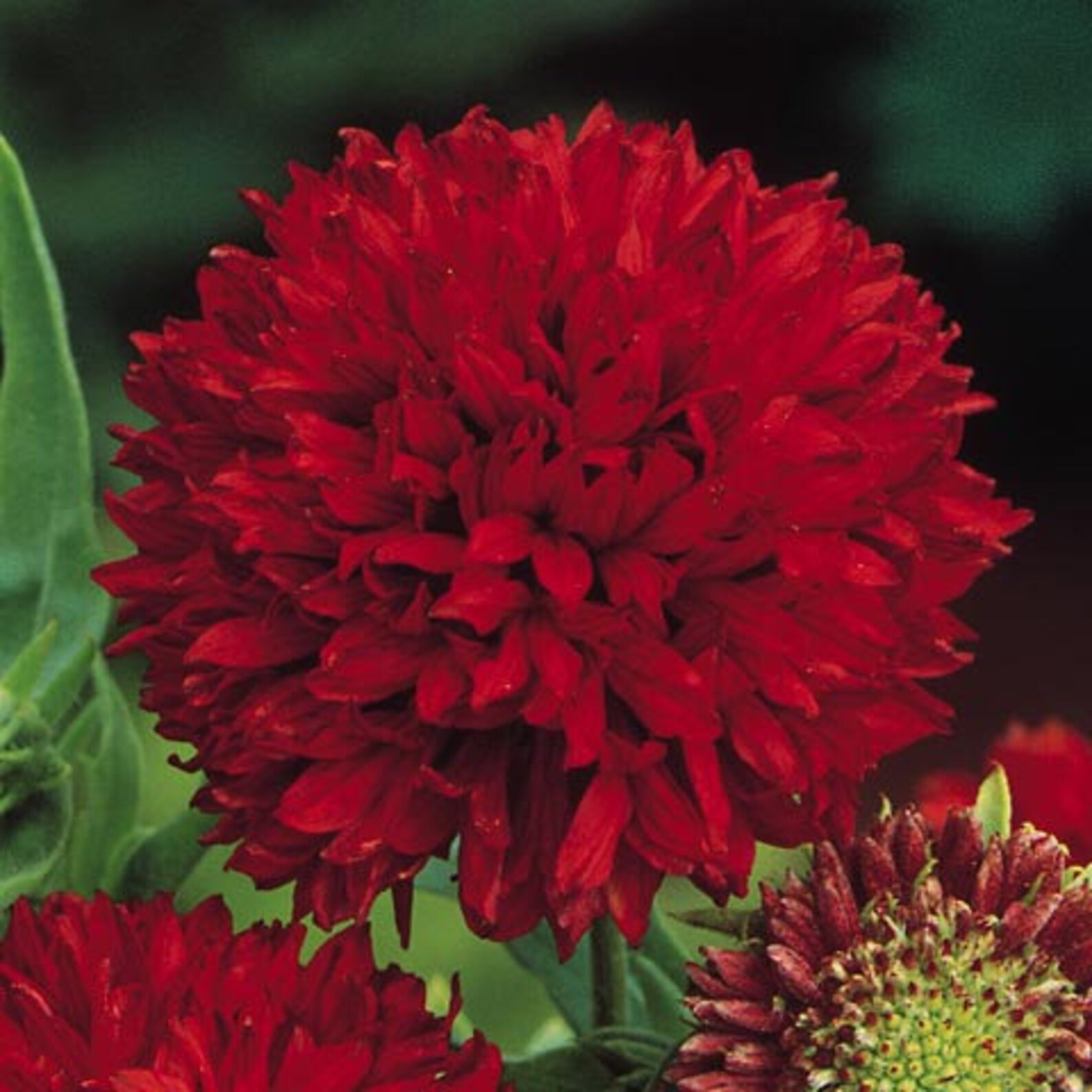 25 Seeds Red Blanket Flower Seedsgaillardia Pulchella Etsy Canada