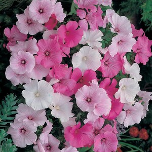 Può includere: Un gruppo di fiori rosa, bianchi e rosa pallido con petali delicati. I fiori sono disposti in una formazione simile a un bouquet, mostrando i loro colori vivaci e dettagli intricati.