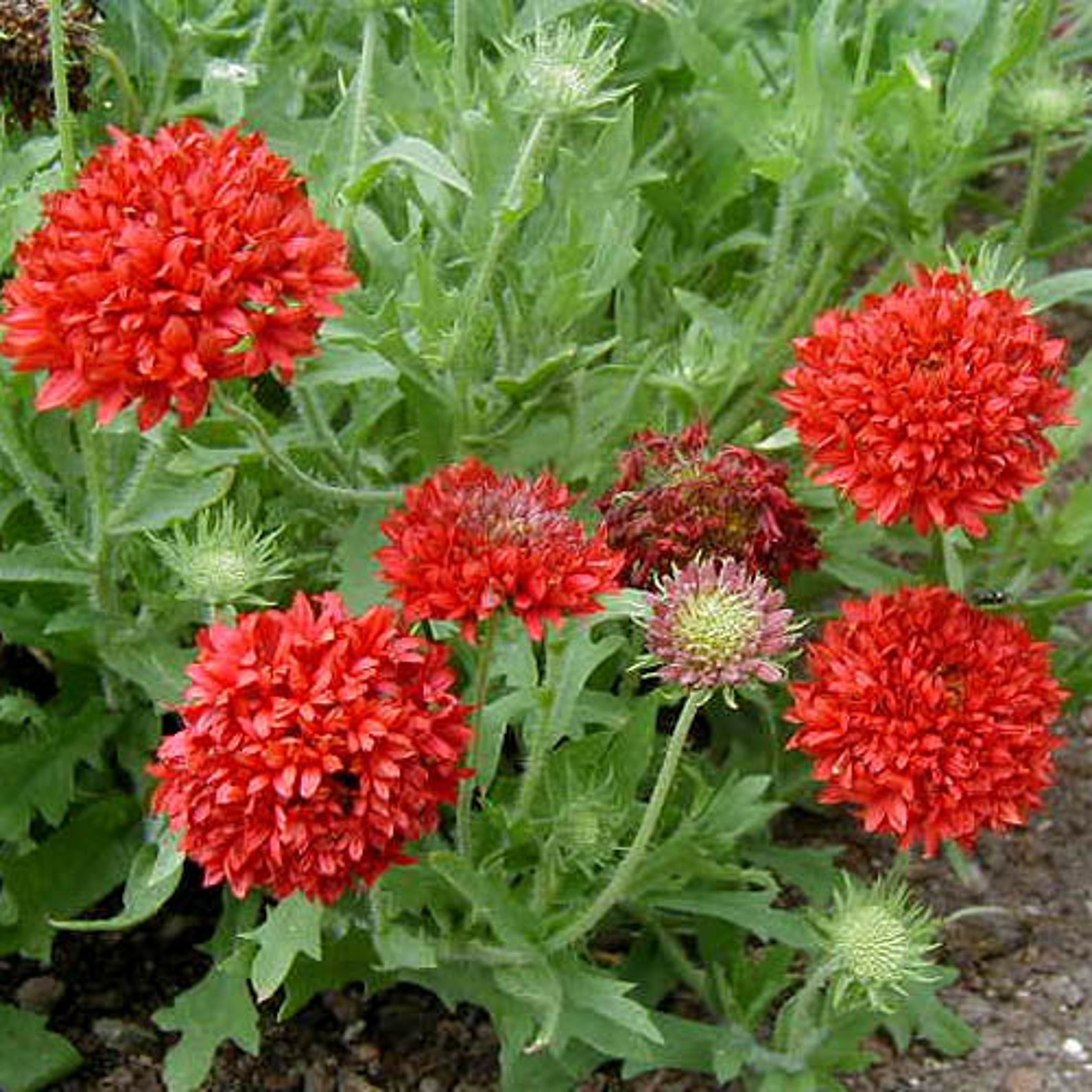 25 Seeds Red Blanket Flower Seedsgaillardia Pulchella Etsy Canada