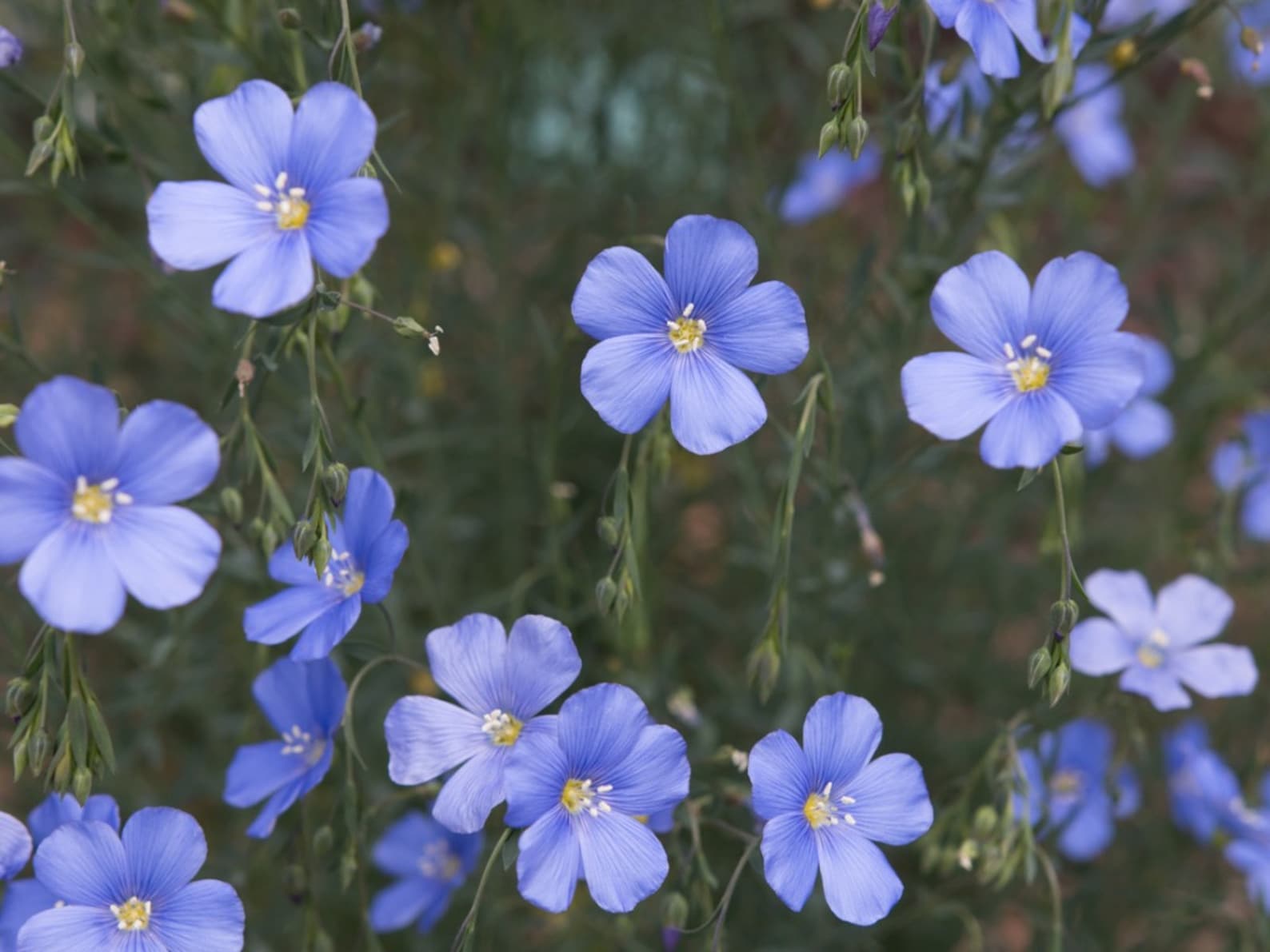 50 Seedsblue Flax Wildflower Seedslinum Perenneexcellent Etsy Canada