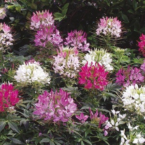 50 Seeds-Mix Cleome Flower Seeds--Spider Flower-pv490-Cleome Hassleriana- Grandfather&#39;s Whiskers-Cleome Spinosa-Annual Flower