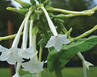 Puede incluir: Flores blancas en forma de trompeta con tallos largos y hojas verdes. Las flores están caídas.