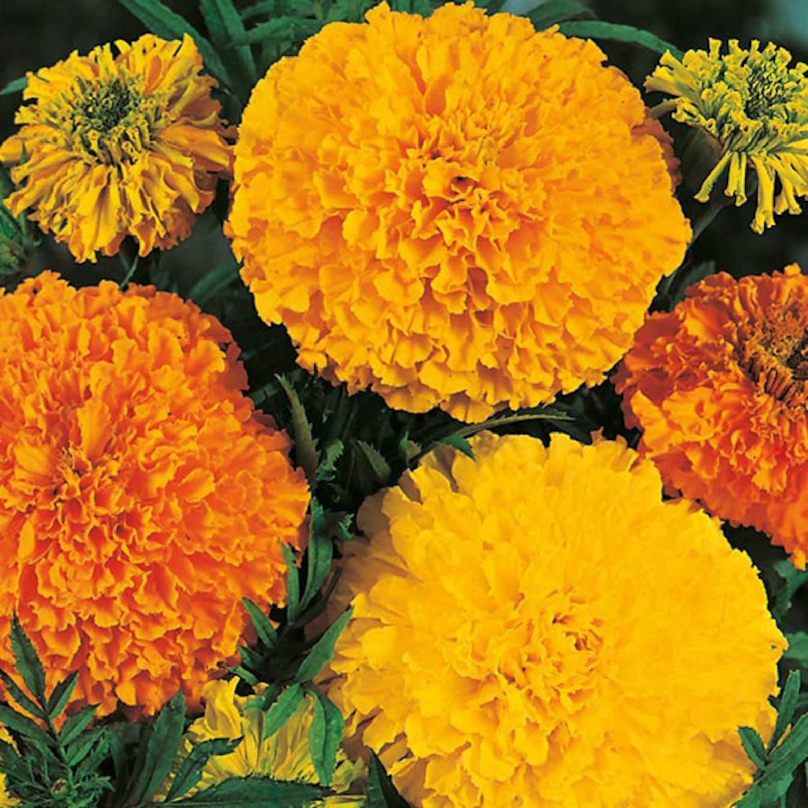 50 Seedsmarigold Crackerjack Flower Seeds Mixed African Etsy UK