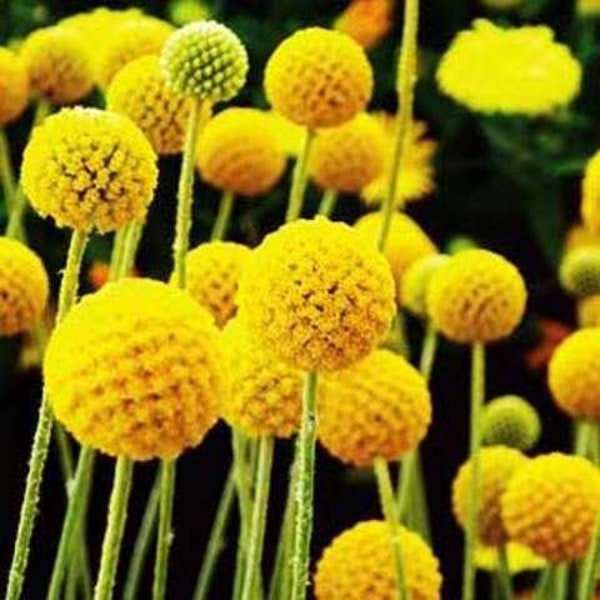 50 graines-Rare Craspedia Globosa Flower Seeds-Billy Button-Drumstick Flower-PV194-Woollyheads-Rare/Exotique/Beau/Excellent Annuel
