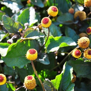 May include: Close-up of a plant with small, round, yellow and red flowers. The flowers are clustered together on the stems, which are green and thin. The leaves are green and have a slightly rough texture.