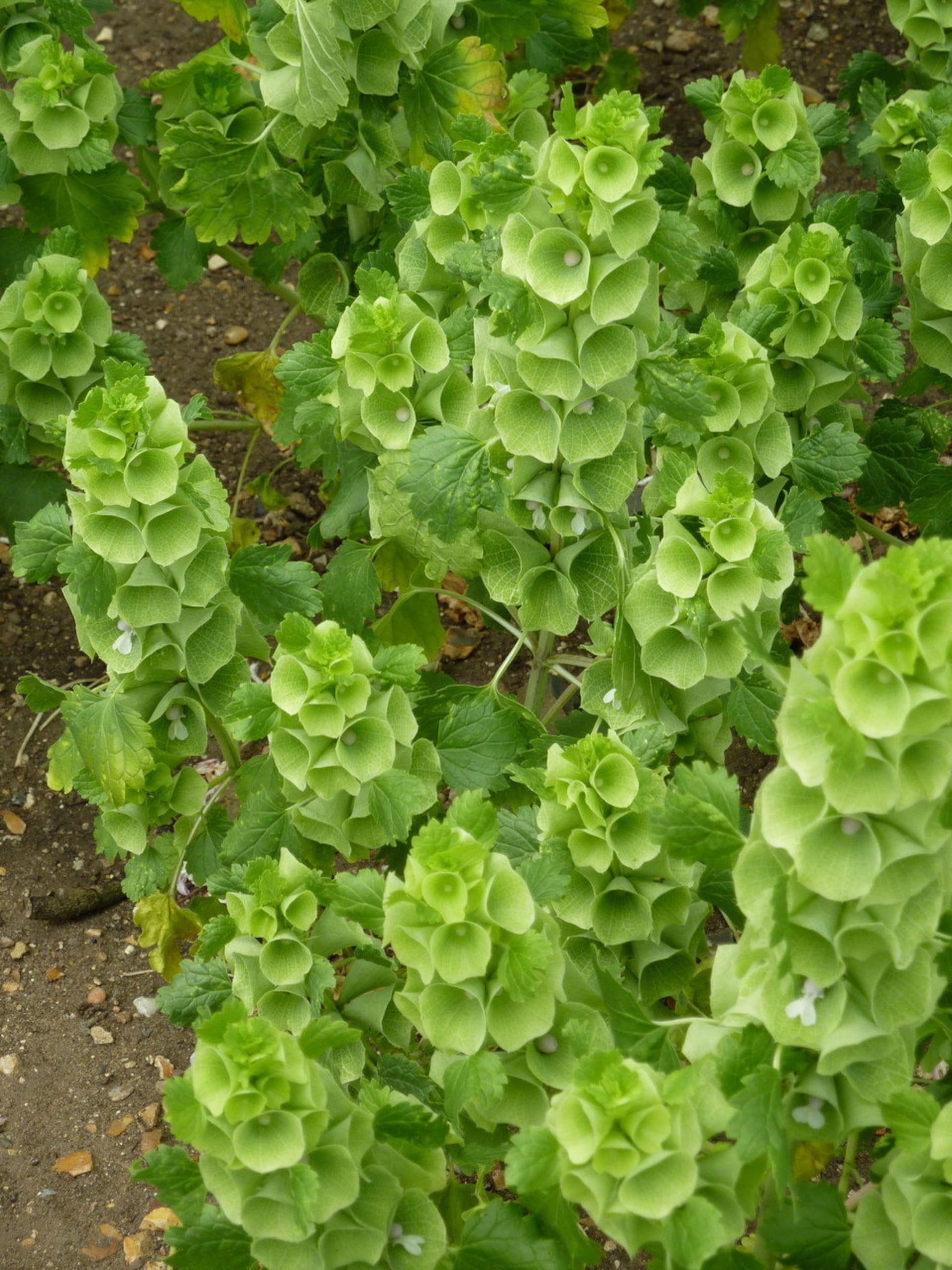 100 Seeds Bells Of Ireland Flower Seedspv351Moluccella Etsy