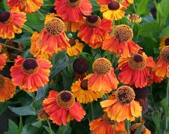 50 Sementes - Sementes de Flor de Helenium Autumnale - Margarida-dente-de-cão - Helenium Autumnale - Helenium Autumnale - pv462 - Perene Benéfica