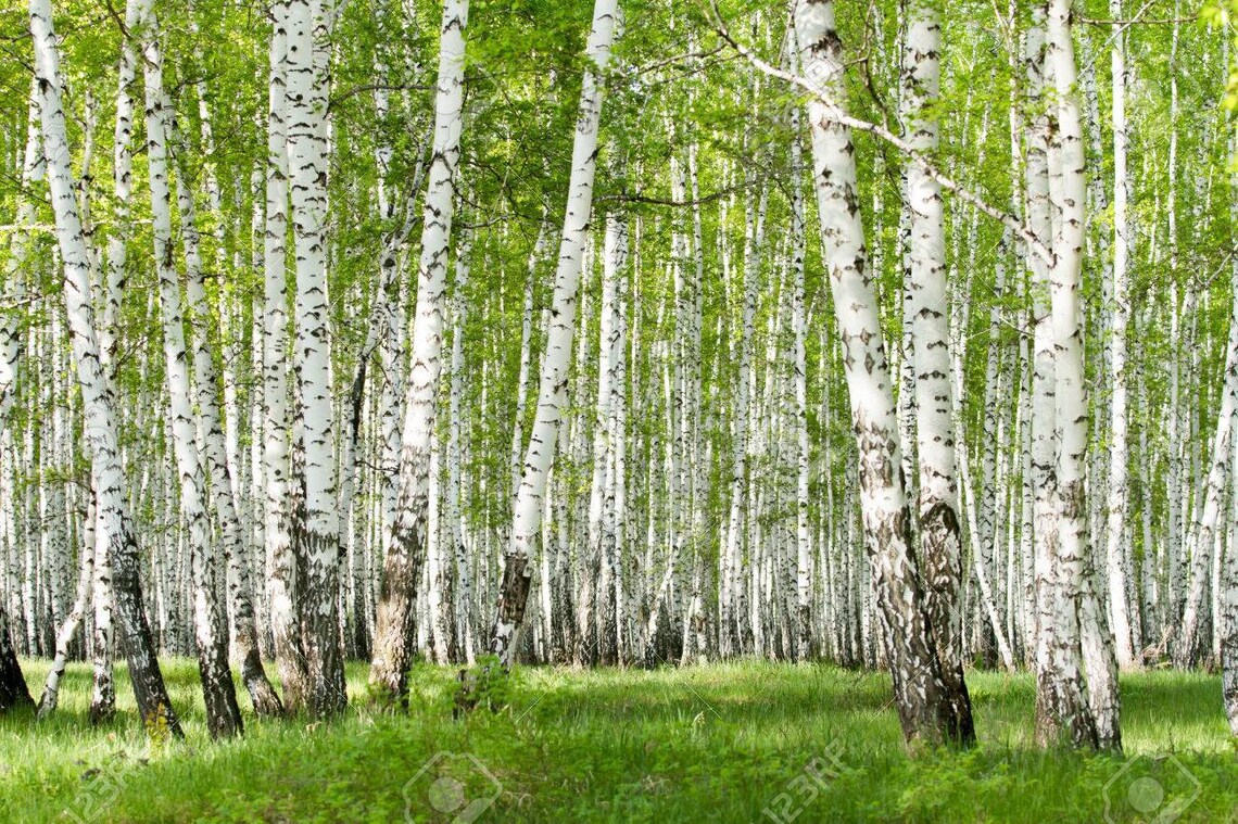 30 Seeds White Birch Tree seedsBetula Papyrifera-Winter | Etsy