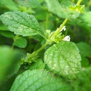 May include: Close-up of a green plant with small white flowers. The leaves are textured and have a slightly fuzzy appearance.