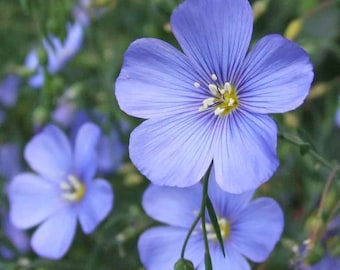 100 zaden-blauwe vlas wilde bloemzaden-Linum Perenne--uitstekende droogtetolerante meerjarige bloem-PV657
