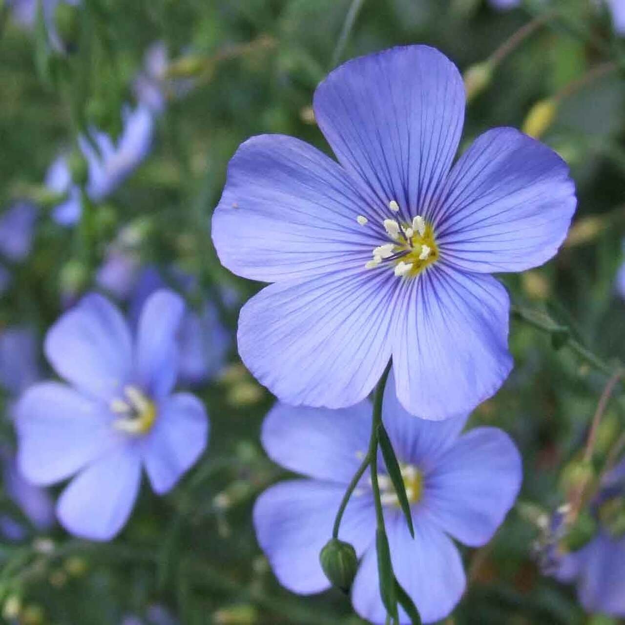 100 semi-semi di fiori selvatici di lino blu-Linum Perenneeccellente fiore  perenne resistente alla siccità-PV657 -  Italia