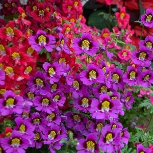 100 Seeds Schizanthus Angel Wings Mix Flower Seeds-Poor Man's Orchid-Schizanthus-Butterfly Flower-pv418-Angelic Annual-Attracts Butterflies image 2