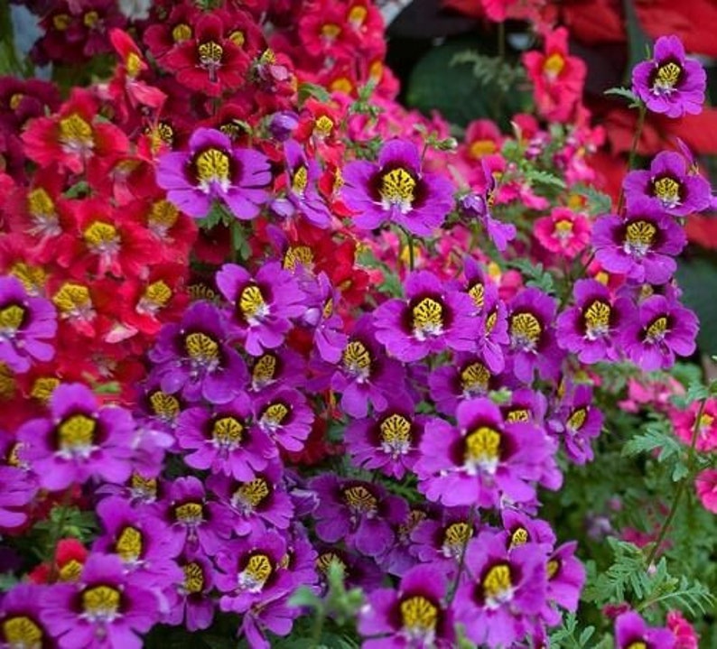 100 Seeds Schizanthus Angel Wings Mix Flower Seeds-Poor Man's Orchid-Schizanthus-Butterfly Flower-pv418-Angelic Annual-Attracts Butterflies image 2