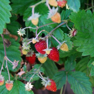 100 Seeds-Organic Wild Strawberry Seeds M022-Fragaria Vesca European Strawberry-Baron Strawberry Woodland Strawberry-Alpine Strawberry image 4