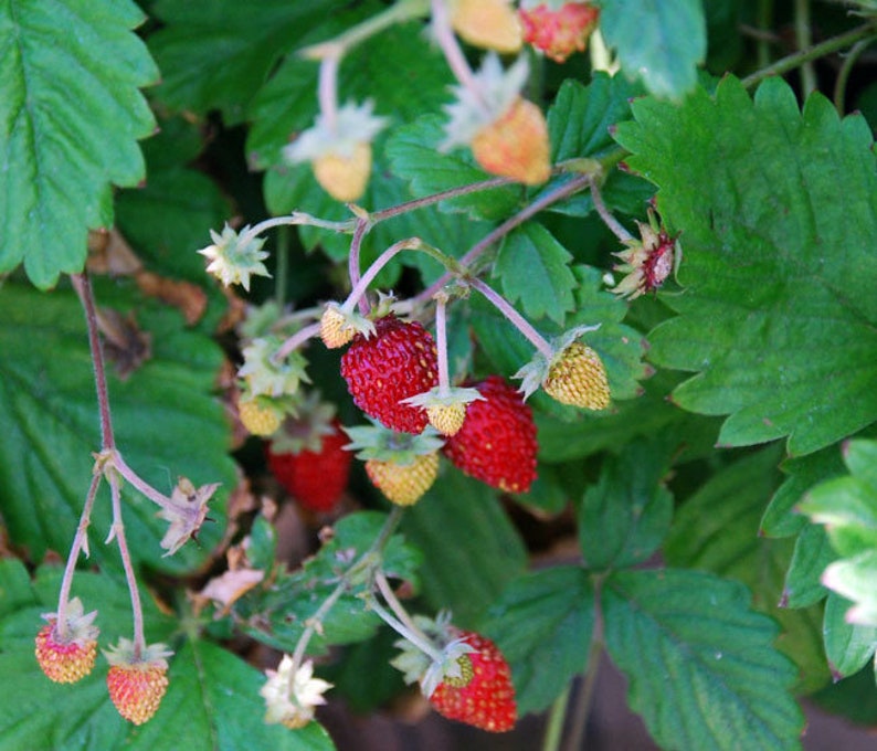 100 Seeds-Organic Wild Strawberry Seeds M022-Fragaria Vesca European Strawberry-Baron Strawberry Woodland Strawberry-Alpine Strawberry image 4