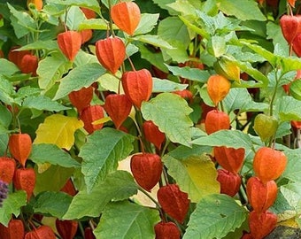 50 Seeds-Physalis Franchetti Flower- Chinese Lantern Flower Seeds-- Strawberry Tomato-pv139-Physalis Alkekengi- Excellent Perennial