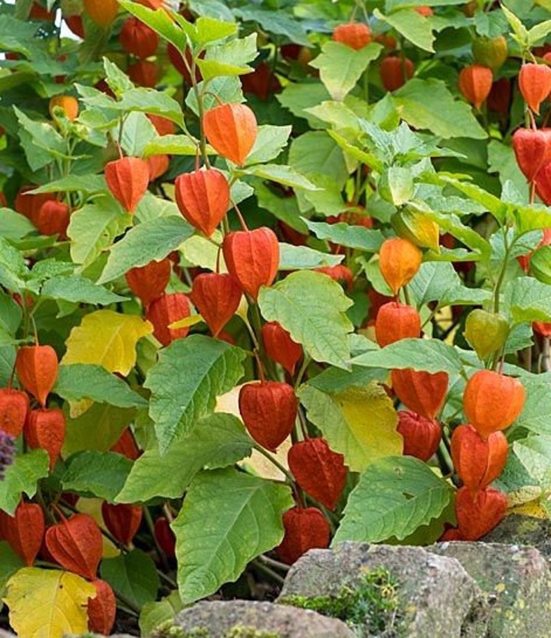 50 Seeds-Physalis Franchetti Flower Chinese Lantern Flower Seeds Strawberry Tomato-pv139-Physalis Alkekengi Excellent Perennial image 1