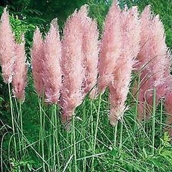 100 Graines-Graines d’herbe Rose Pampass - CORTADERIA SELLOANA-PV036-Plante ornementale d’herbe de jardin domestique