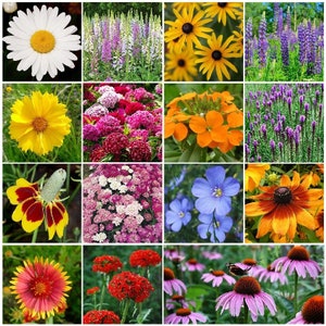 Pode incluir: Uma colagem de 10 variedades diferentes de flores, incluindo lupino roxo, cravos rosa, flores laranja, linho azul e margaridas brancas. As flores estão dispostas em uma grade, com cada variedade de flor ocupando um quadrado separado.