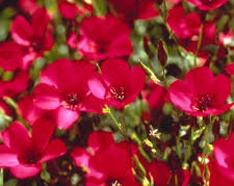 200 Zaden-Scarlet Flax Flower Seeds-Linum Rubrum-pv796-bloeiende vlas-karmozijnrode vlas-Bright Hardy Annual-Source of Beneficial Lijnzaadolie