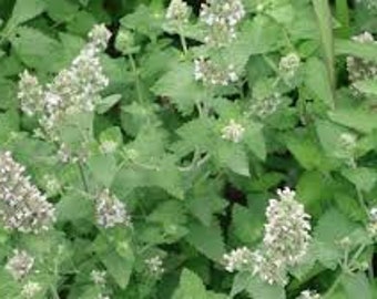 Semi Di Erba Gatta (Nepeta Cataria) - Circa 800 Semi, Per Gatti E Piante Medicinali - Foto 2