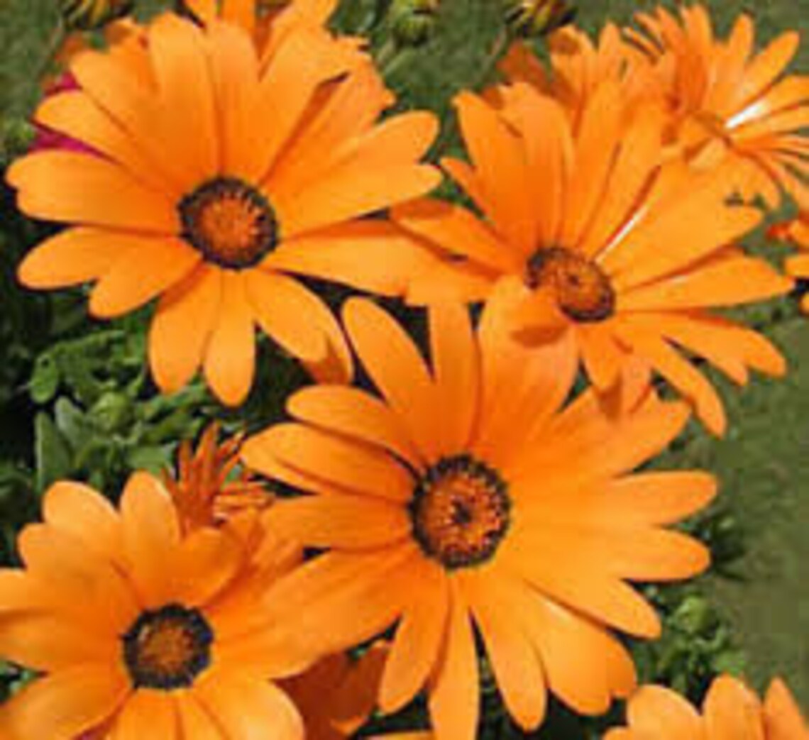 50 Seeds African Daisy Orange Flower SeedsDIMORPHOTHECA Etsy