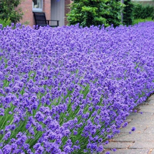 100 Seeds- English Lavender Plant Seeds-Avandula Angustifolia-J024-Very Beautiful, Aromatic  and Highly beneficial Perennial Plant Herb