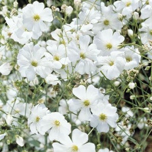 200 Seeds-Baby's Breath Gypsophila Flower Seeds- Gypsophila Elegans-PV046