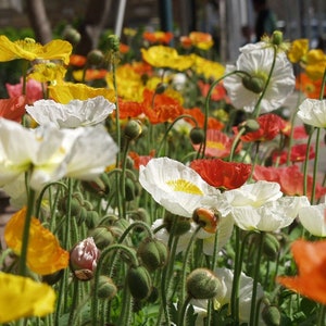 アイスランドポピー 南房総の花8 アイスランドポピー（Iceland Poppy） | かぎけん花図鑑