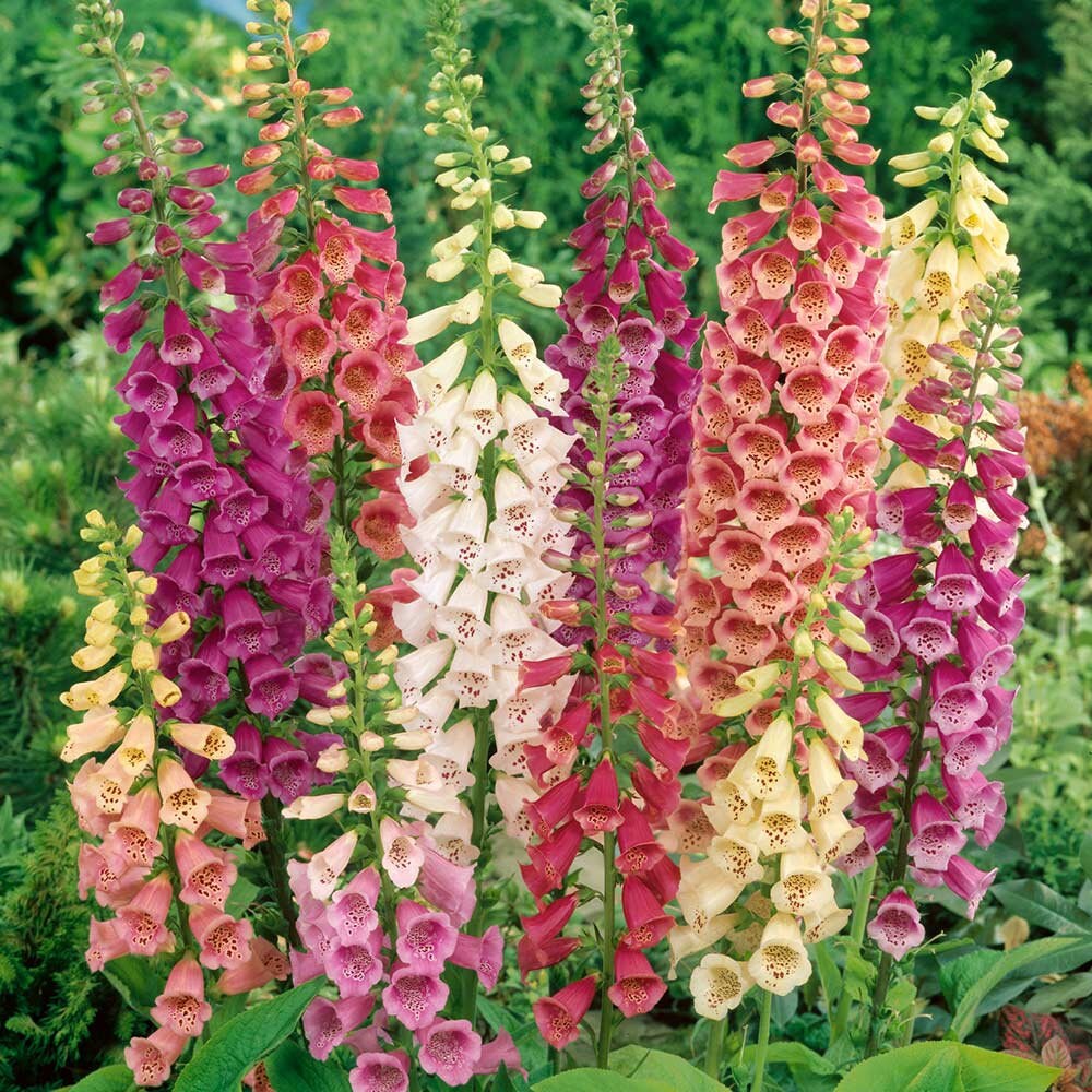 100 Seeds Foxglove Excelsior Mix Flower Seeds Digitalis Etsy Canada