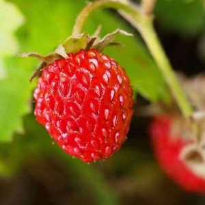 100 Seeds-Organic Wild Strawberry Seeds M022-Fragaria Vesca European Strawberry-Baron Strawberry Woodland Strawberry-Alpine Strawberry image 5