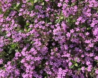 SAURUS ✴︎秘蔵蔵出し品　Wネーム　フィリプソン 8080000332358_1.jpg