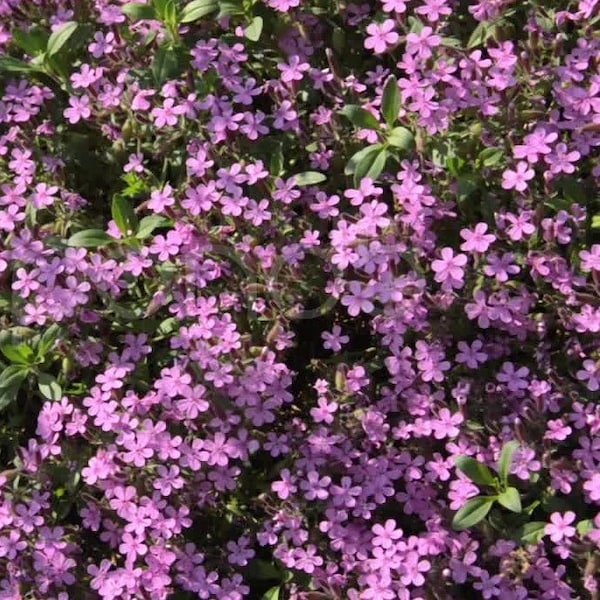 100 Semillas- Semillas de Flor de Jabonera de Roca-Saponaria Ocymoides Semillas Rosadas-pv430-Hermosa Perenne de Bajo Mantenimiento