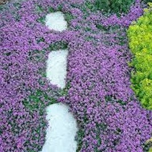 May include: A white stone path winding through a bed of purple flowers. The path is made of several flat stones, and the flowers are densely packed together.