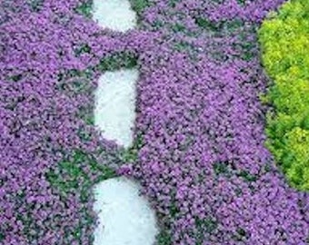 1000 Seeds- Creeping Thyme Ground Cover Seeds-Thymus Serpyllum-- Magic Carpet-Attractive low maintenance Perennial ground cover-pv196