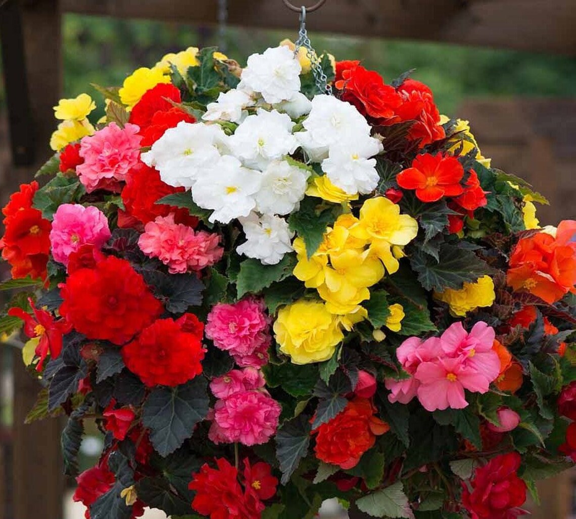 30 Seeds Begonia Tuberosa Double Mix Color Flower SeedsPV006 Etsy
