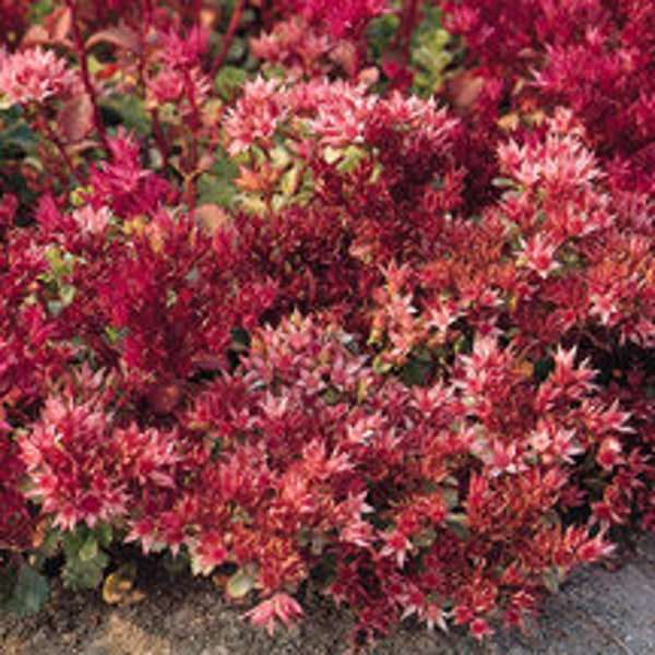 100 Seeds- Stonecrop Dragon's  Blood Sedum Seeds-Q068- Perennial Sedum-Spurium Coccineum