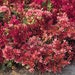 see more listings in the Sedum-Cactus section