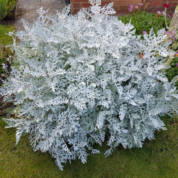 100  Seeds-Dusty Miller Plant Seeds-Deciduous Evergreen Plant- Centaurea cineraria-Endangered Specie-J030-Cineraria Maritima -Silver Ragwort