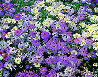 Peut inclure: Une image en gros plan d'un champ de marguerites violettes et blanches. Les fleurs sont en pleine floraison et présentent une variété de nuances de violet et de blanc.