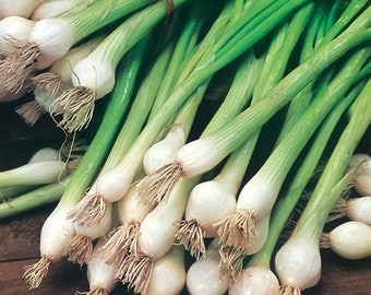100 Seeds- Ramrod Scallion Onion Seeds -Green Onion- Organic Non GMO-Z114-Excellent for salads-White bulbing