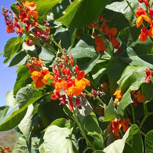Puede incluir: Primer plano de una vid con flores naranjas y rojas. Las flores están en flor y tienen una forma delicada e intrincada. La vid crece contra un fondo de cielo azul.