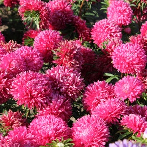 May include: A close-up of a cluster of vibrant pink aster flowers in full bloom. The flowers are arranged in a dense, rounded shape with delicate petals.