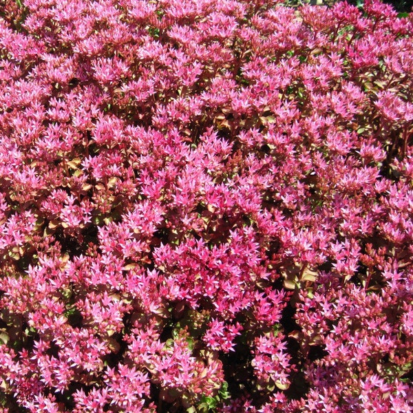 50 Samen- Sedum Spurium Purple Teppich -Ausgezeichneter Bodendecker Sedum-Q090-Erstaunliche Rose Pink Sedum Staude- Spurium Coccineum