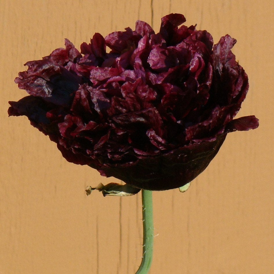 黒牡丹縞　花付き 富貴蘭黒牡丹黄縞