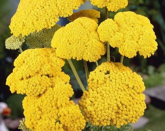 100 semi - Semi di fiori di Achillea panno d'oro - Giallo Parker brillante - Achillea fillipendulina - felce - foglia di achillea - pv174 - Perenne eccellente