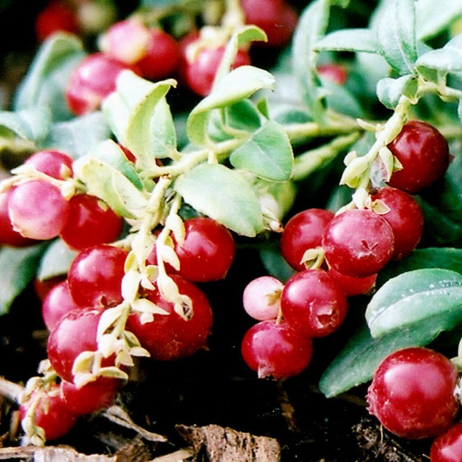 25 Seeds Mountain Cranberry Fruit SeedsVaccinium Vitis Etsy