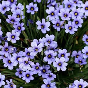 100 Seeds- Western Blue Eyed Grass Seeds-- SISYRINCHIUM BELLUM-Excellent  Ground Cover Annual-PV231