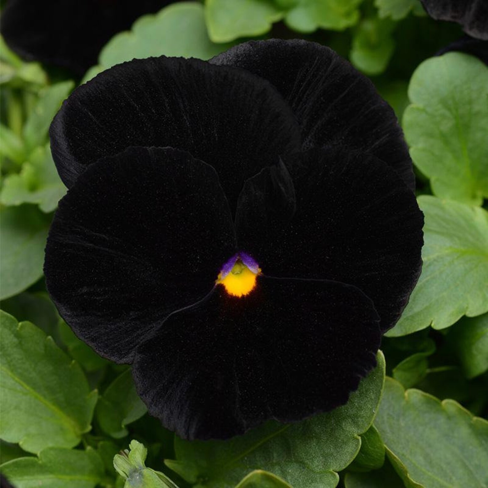 30 Seeds Black Pansy Flower Seeds Black Clear Crystals Viola Etsy